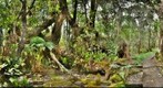 The Pihea Trail (temp)