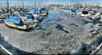 California Fish Die-off - Redondo Beach Marina 3-8-2011