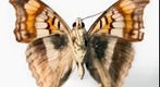 Linda's Emperor (ventral), 1.6 Gigapixel Macro Photograph