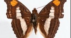 Linda's emperor (dorsal), 1.6 Gigapixel Macro Photograph