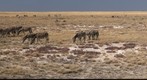 Etosha Namibia National Park