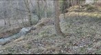 Appalachian Trail (Roan Mountain, Tennessee) #1