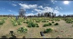 Wye mountain daffodil festival 