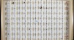 ANT TEST-8