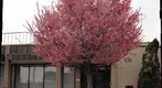 Pink (cherry?) tree on NOVA campus