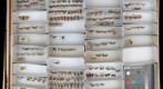Tortricidae 2