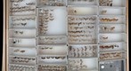 Tortricidae 3