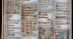 Tortricidae 4
