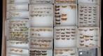 Tortricidae 5
