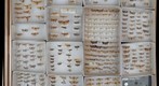 Tortricidae 6