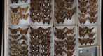 Hesperiidae 1