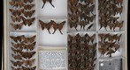 Hesperiidae 2