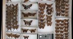 Hesperiidae 3