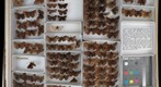 Hesperiidae 4