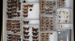 Hesperiidae 5