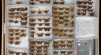 Hesperiidae 7