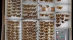 Hesperiidae 8