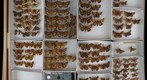 Hesperiidae 9
