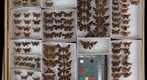 Hesperiidae 10