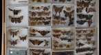 Hesperiidae 11