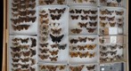 Hesperiidae Receiving 2