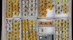 Pieridae 4