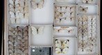 Pieridae 13