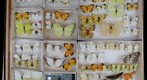 Pieridae Receiving 1