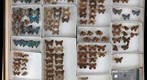 Lycaenidae 1
