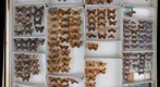 Lycaenidae 2