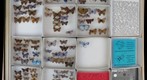 Lycaenidae 4