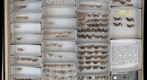 Crambidae 4