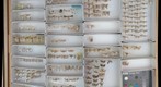 Crambidae 1