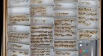 Crambidae 6