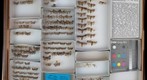 Pyralidae 1