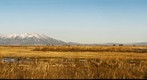 Sand Hill Cranes at Monte VIsta National Wildlife Refuge, Monte Vista Colorado