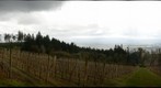Vineyards2