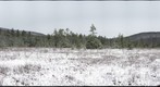 Cranberry Glades