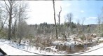 Cranberry Glades