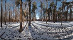 Dairy Bush GigaPan - 83 - March 30 2011