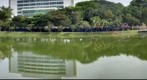 Varsity Lake, University of Malaya