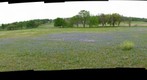 A Field of Texas Bluebonnets - Brenham, Texas