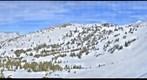 Baldy Shoulder, Alta Bark Beetle Survey
