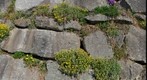 alpine flowers in tirol
