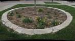 Daffodils at Tomanek Hall, Spring 2011