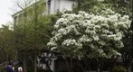 Chionanthus retusus