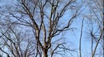 Big Tree