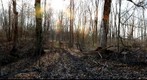 Woods 180