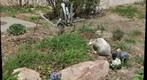 Praying Mantis
