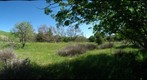 Buckeye by the Creek